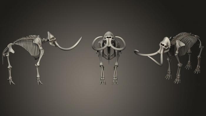 Anatomy of skeletons and skulls (ANTM_0873) 3D model for CNC machine
